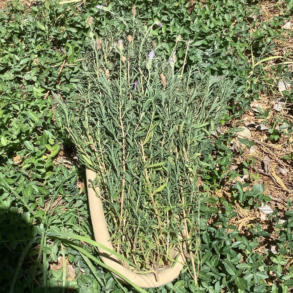 Sage w Lavender. 1 Stick. 12”x 1”. Organic. - Picture 3 of 12
